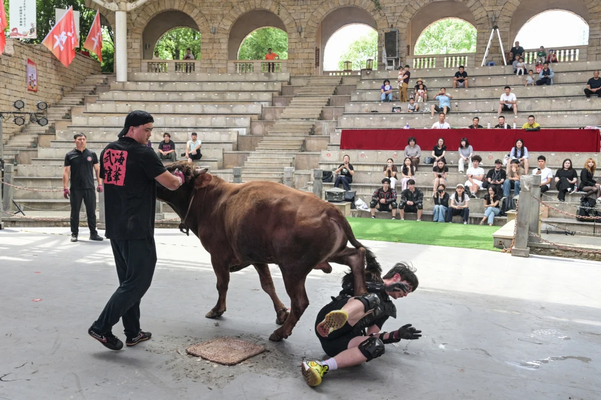 China’s Ancient Bull-Wrestling, Guanniu, Grapples with Modern Relevance and an Uncertain Future