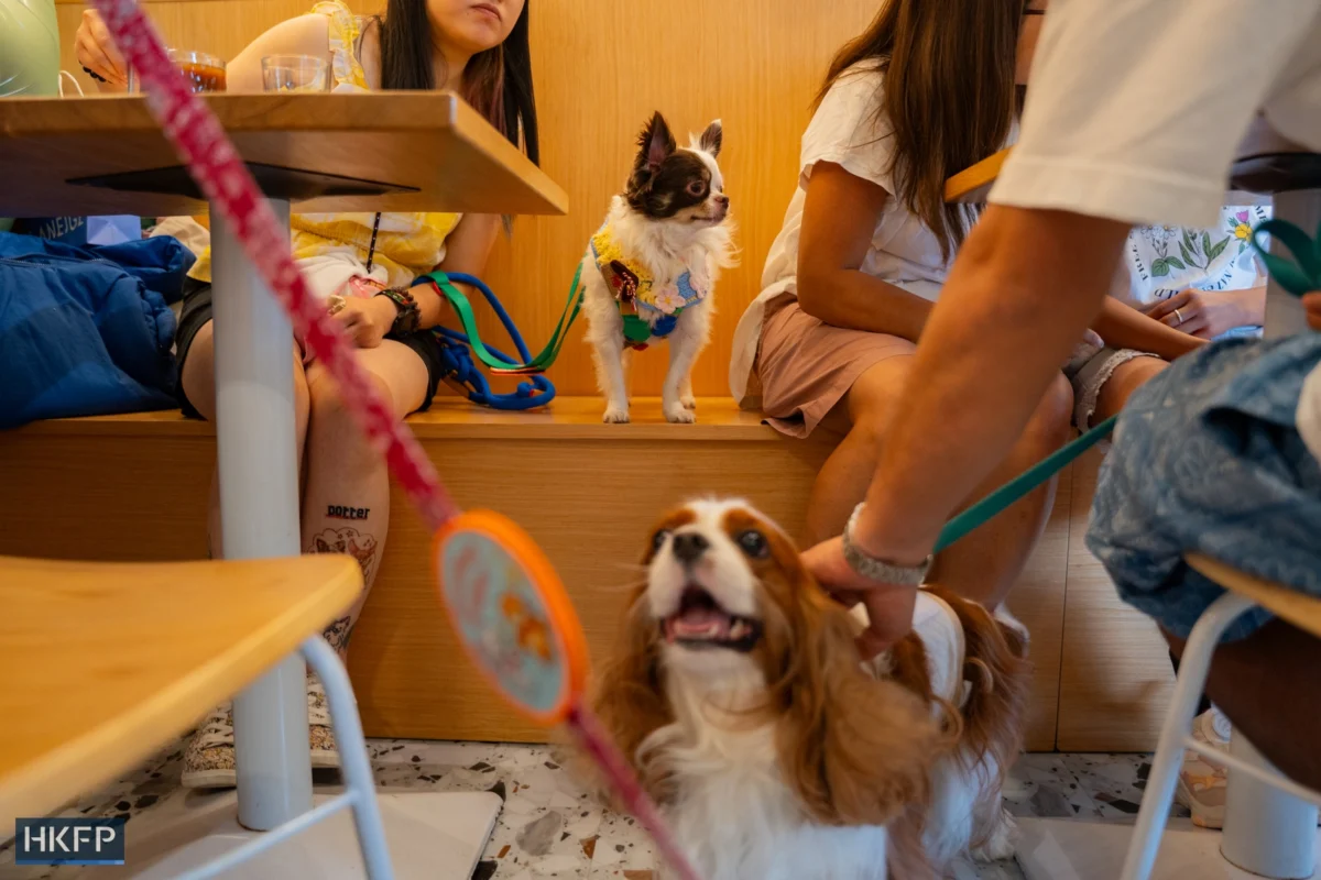 Hong Kong Government Defends Dog-Friendly Restaurant Policy Amidst Public Backlash and Hygiene Concerns
