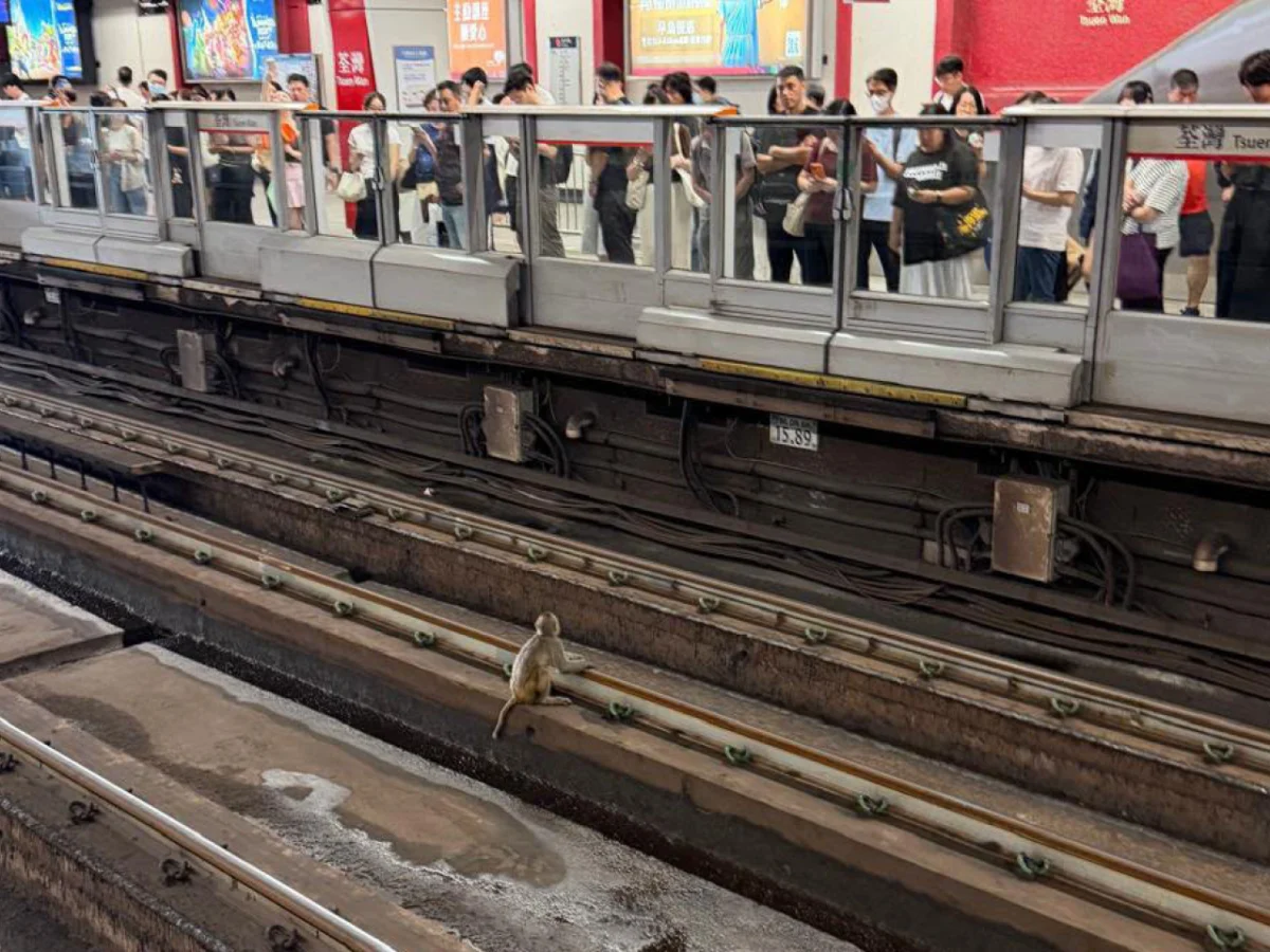 Primate Intrusion Disrupts MTR Tsuen Wan Line Service, Second Incident in Consecutive Days
