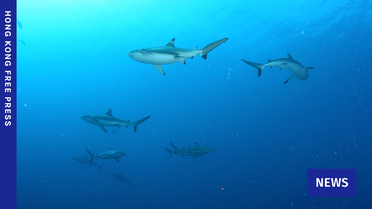 Kiribati Detains Chinese Vessel for Illegal Shark Finning Amidst Regional Crackdown