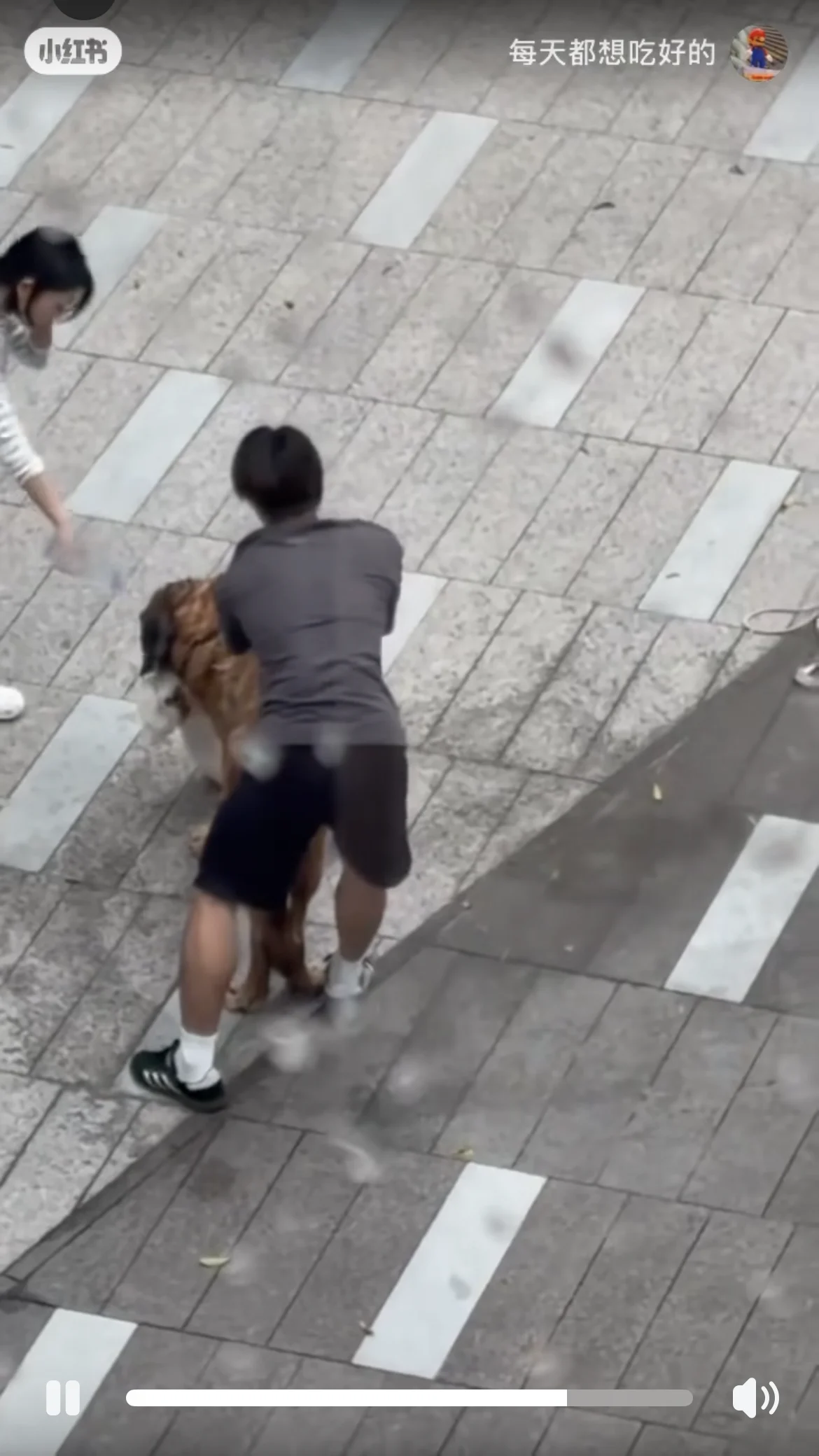 Owner Arrested After Large Dog Kills Two Smaller Dogs in Yuen Long