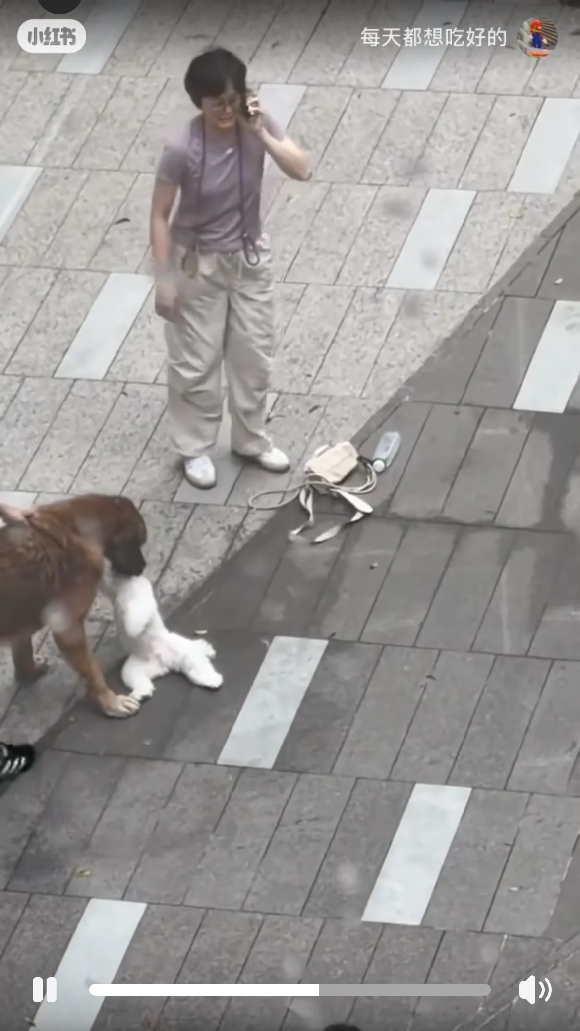 Unleashed Fury: Large Dog Suspected in Fatal Attacks on Two Smaller Pets Sparks Prosecution Fears and Public Concern