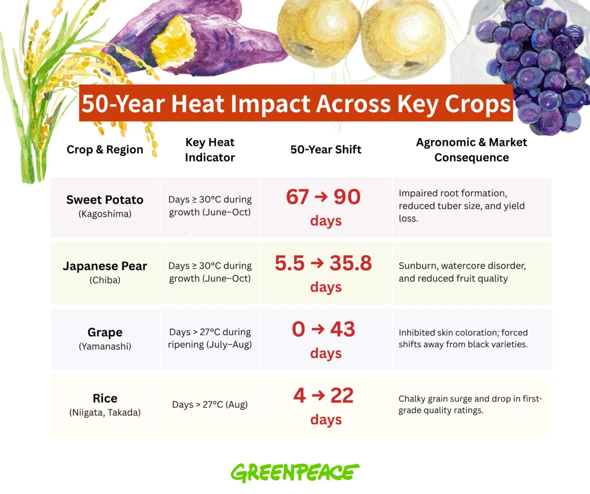 Climate Change as Told by Autumn Flavours: A Stark Warning for Japan’s Agricultural Future