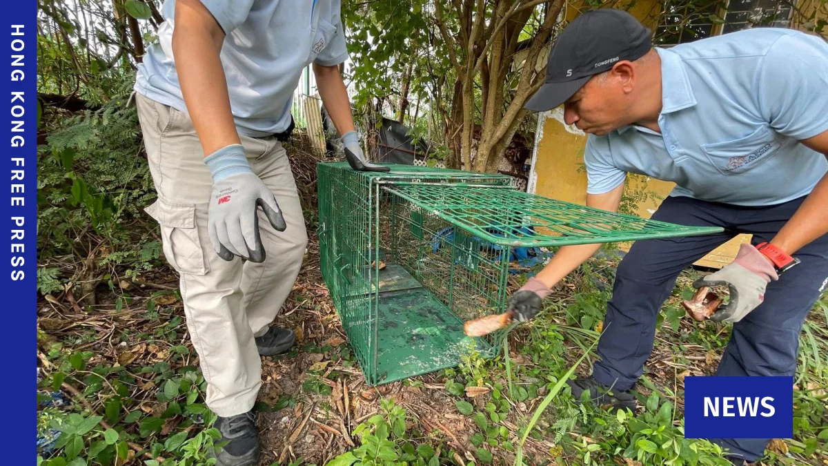 Hong Kong Authorities Rebut "Convenience Culling" Claims Amidst Stray Dog Operation Following Fatal Attacks